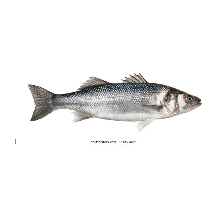 Róbalo fresco entero